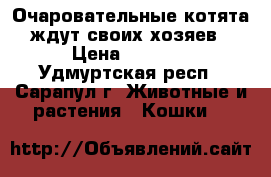 Очаровательные котята, ждут своих хозяев. › Цена ­ 1 000 - Удмуртская респ., Сарапул г. Животные и растения » Кошки   